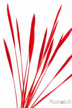 Fagiano dorato coda - 15-20 cm - rosso